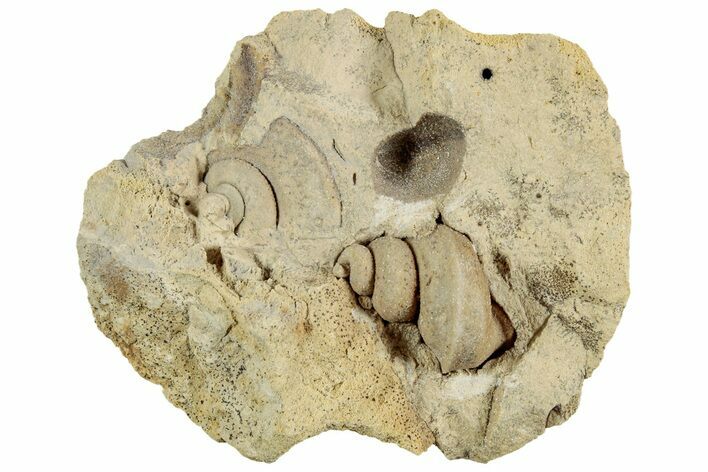 Ordovician Gastropod Fossil Association - Wisconsin #224871